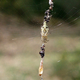 Image for article titled Ornamented Spider Webs Are Better At Luring Prey